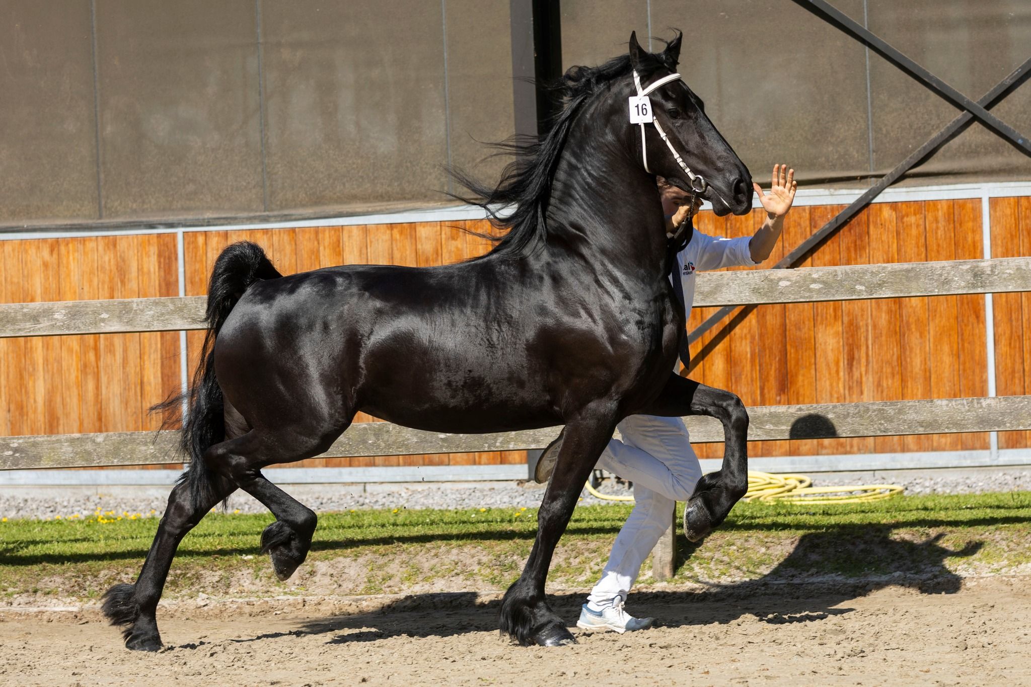 Jument Friesian Ster de 4 ans avec sa pouliche