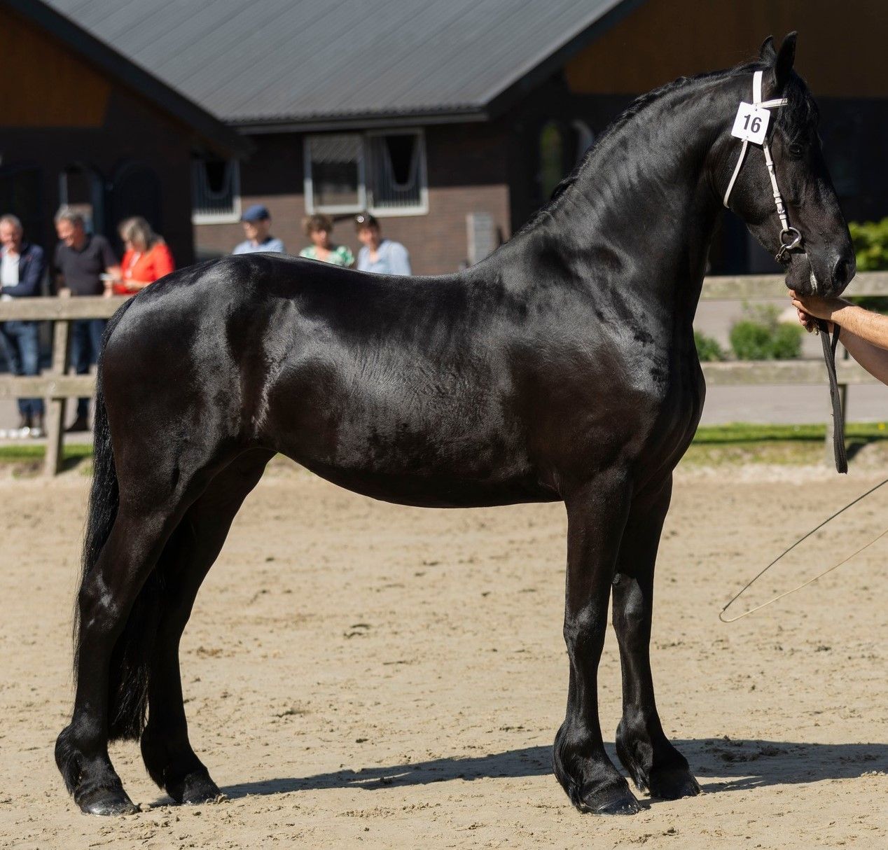 fries merrie 4 ans zwart à vendre - Photo 2