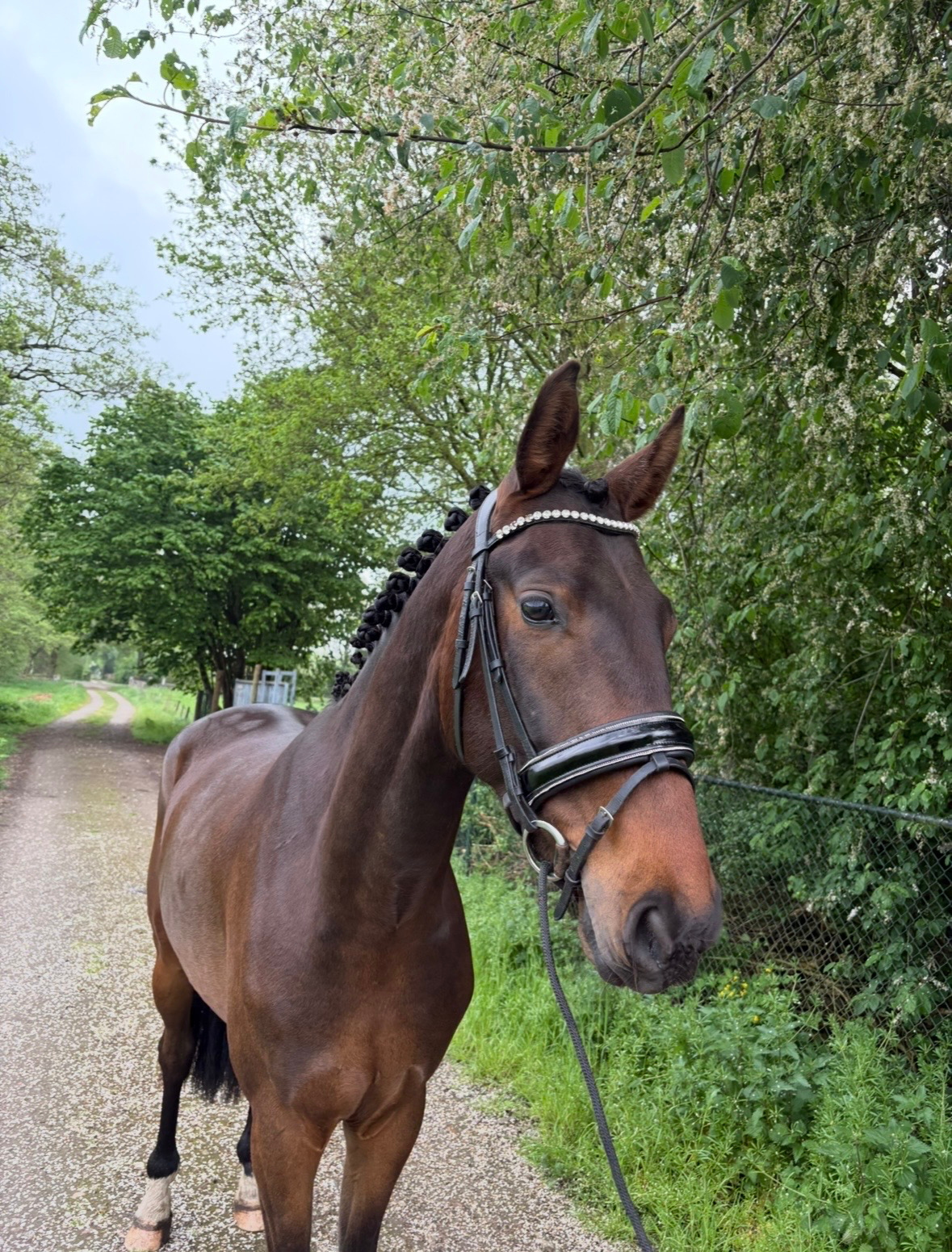 ander pony ruin 3 years old donkerbruin for sale - Photo 3