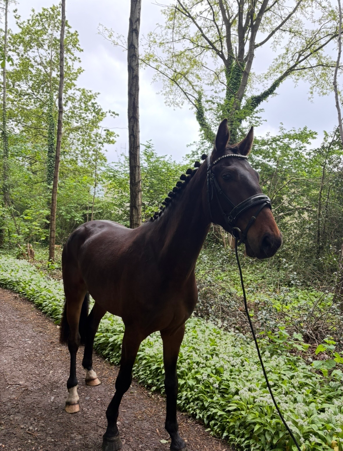 ander pony ruin 3 years old donkerbruin for sale - Photo 2