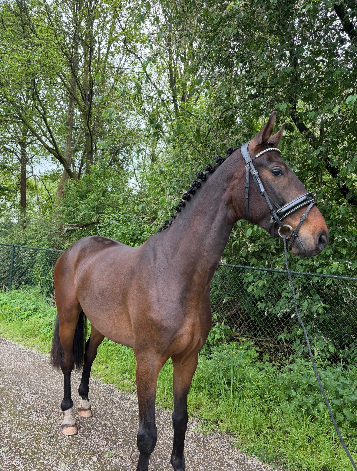 ander pony ruin 3 years old donkerbruin for sale - Photo 4
