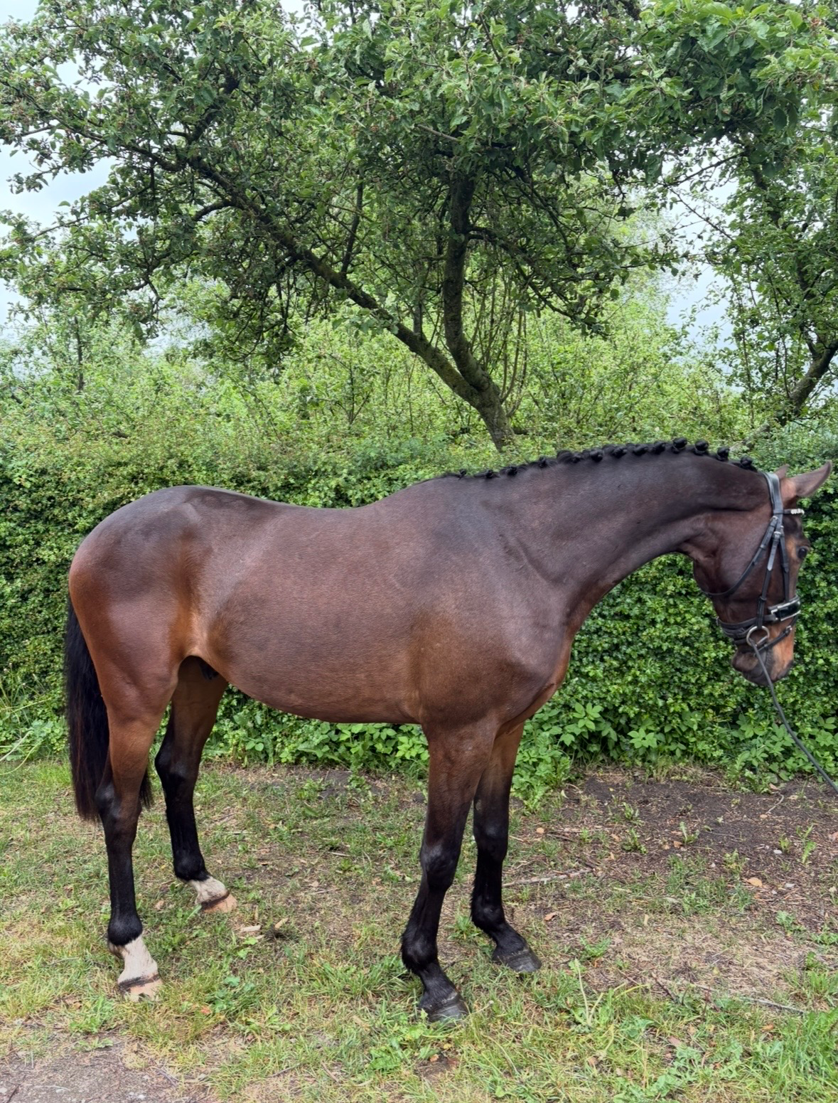 ander pony ruin 3 years old donkerbruin for sale - Main photo