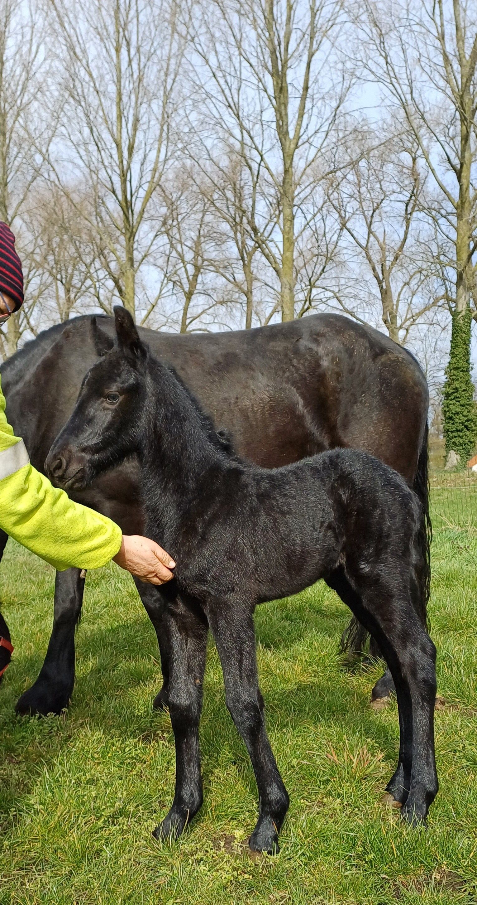 fries merrie 4 ans zwart à vendre - Photo 6