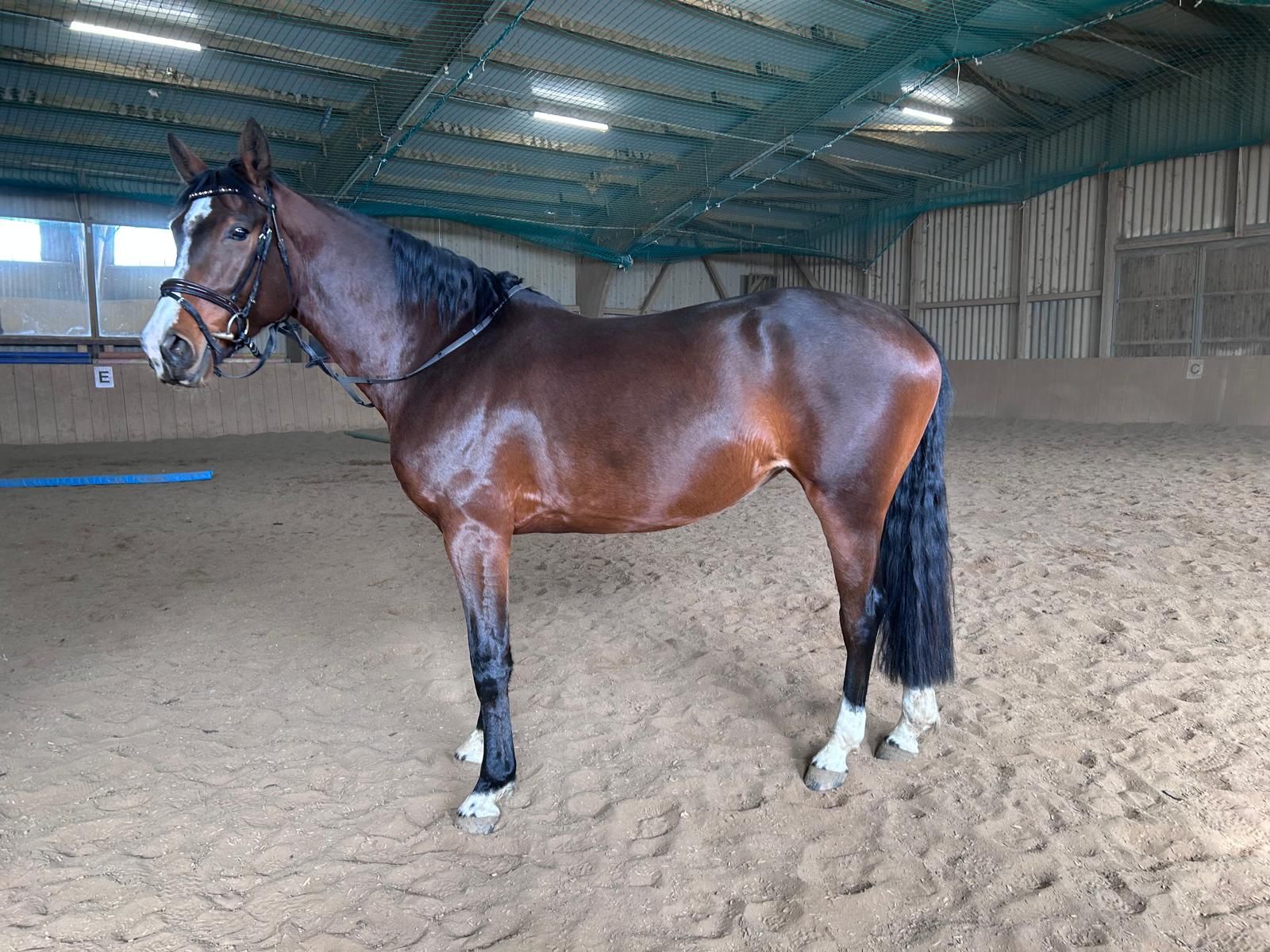 Estrella – BW Mare, 5yo, 166 cm – All-rounder for Experienced Rider