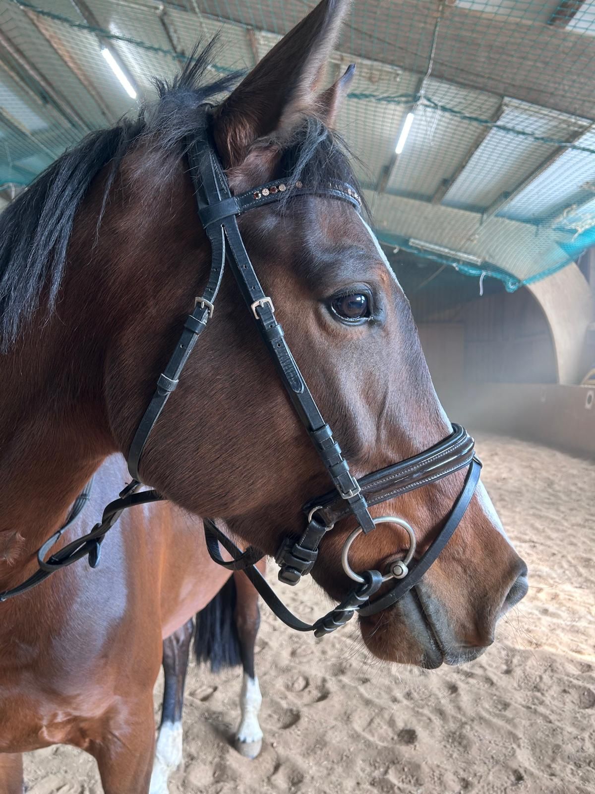 baden-wurttemberg recreatie-paard merrie 5 Jahre alt bruin zu verkaufen - Foto 2