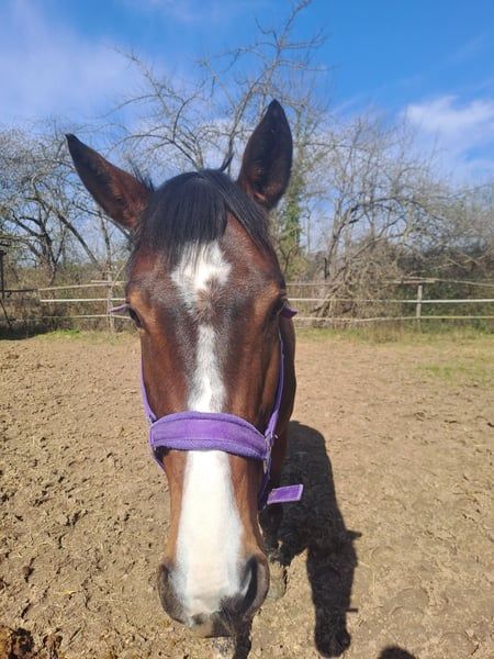 baden-wurttemberg recreatie-paard merrie 5 Jahre alt bruin zu verkaufen - Foto 3