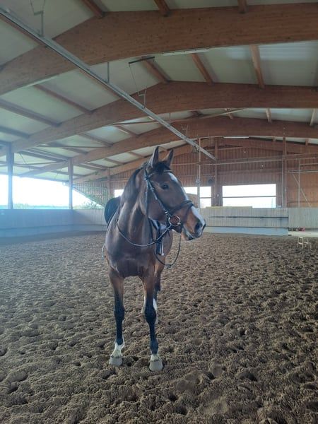 baden-wurttemberg recreatie-paard merrie 5 Jahre alt bruin zu verkaufen - Foto 4