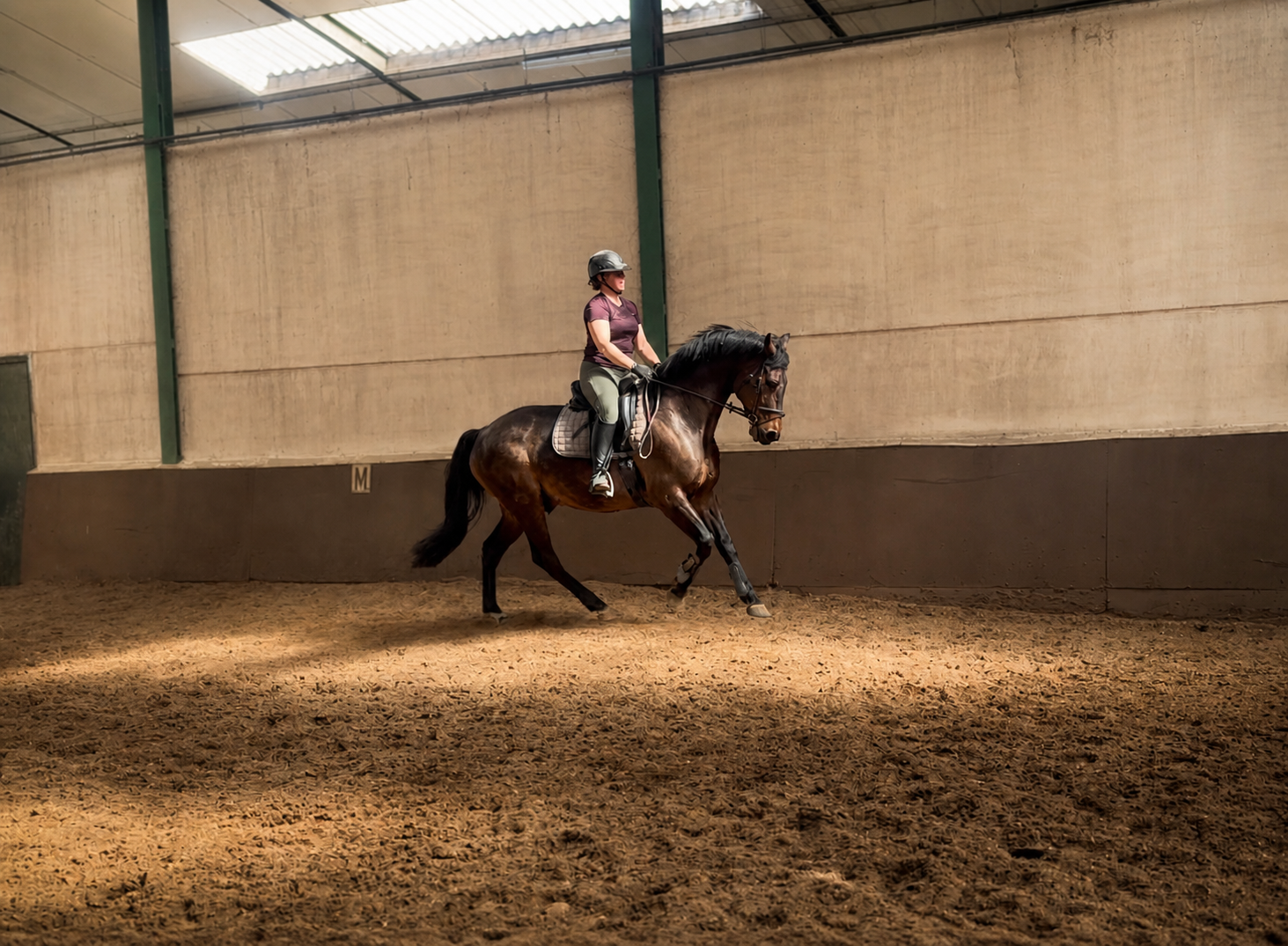 deens dressuurpaard ruin 13 jaar donkerbruin te koop - Foto 2