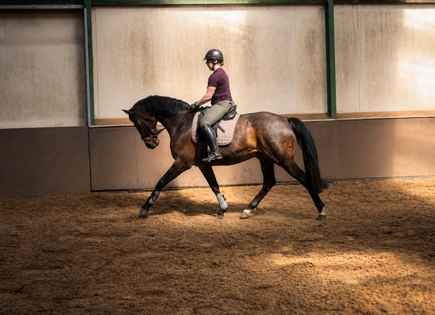 deens dressuurpaard ruin 13 jaar donkerbruin te koop - Foto 3