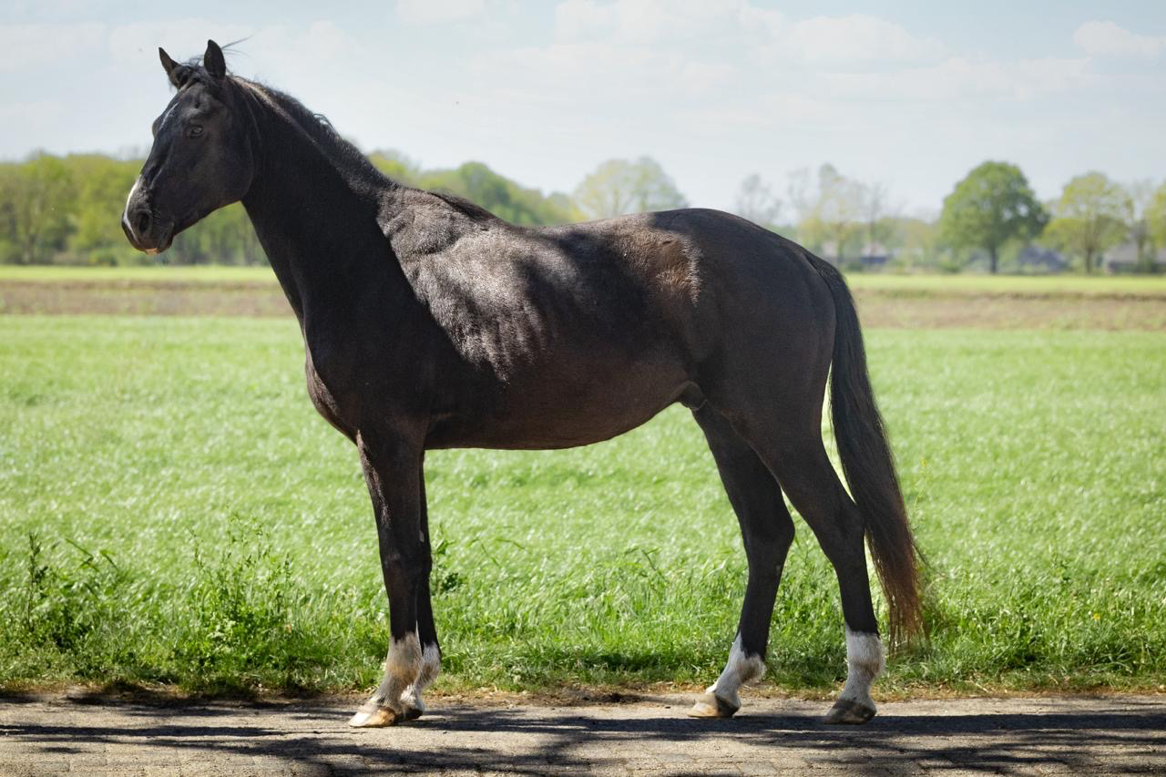 kwpn dressuurpaard ruin 4 years old zwart for sale - Photo 2