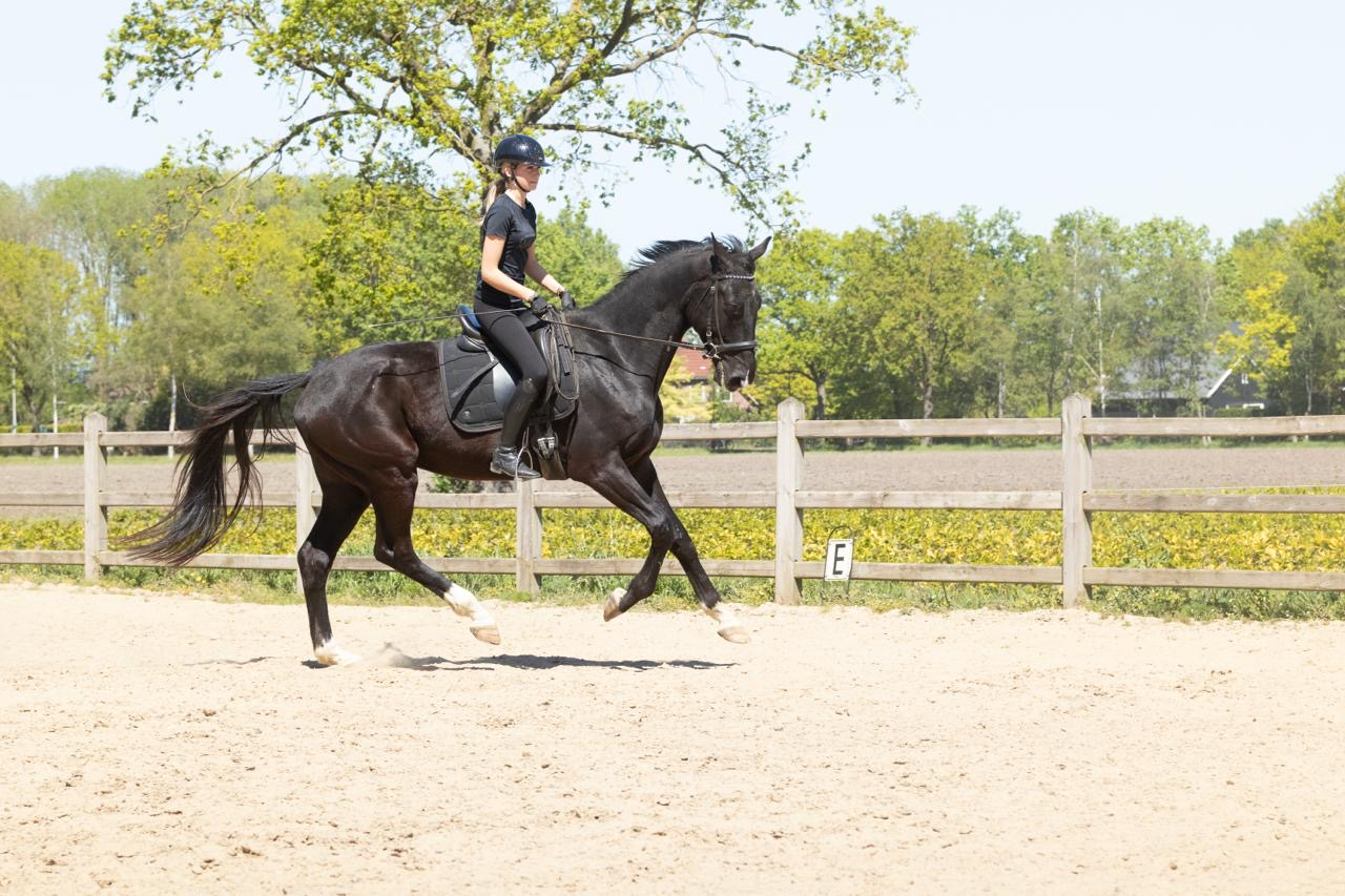 kwpn dressuurpaard ruin 4 years old zwart for sale - Photo 6