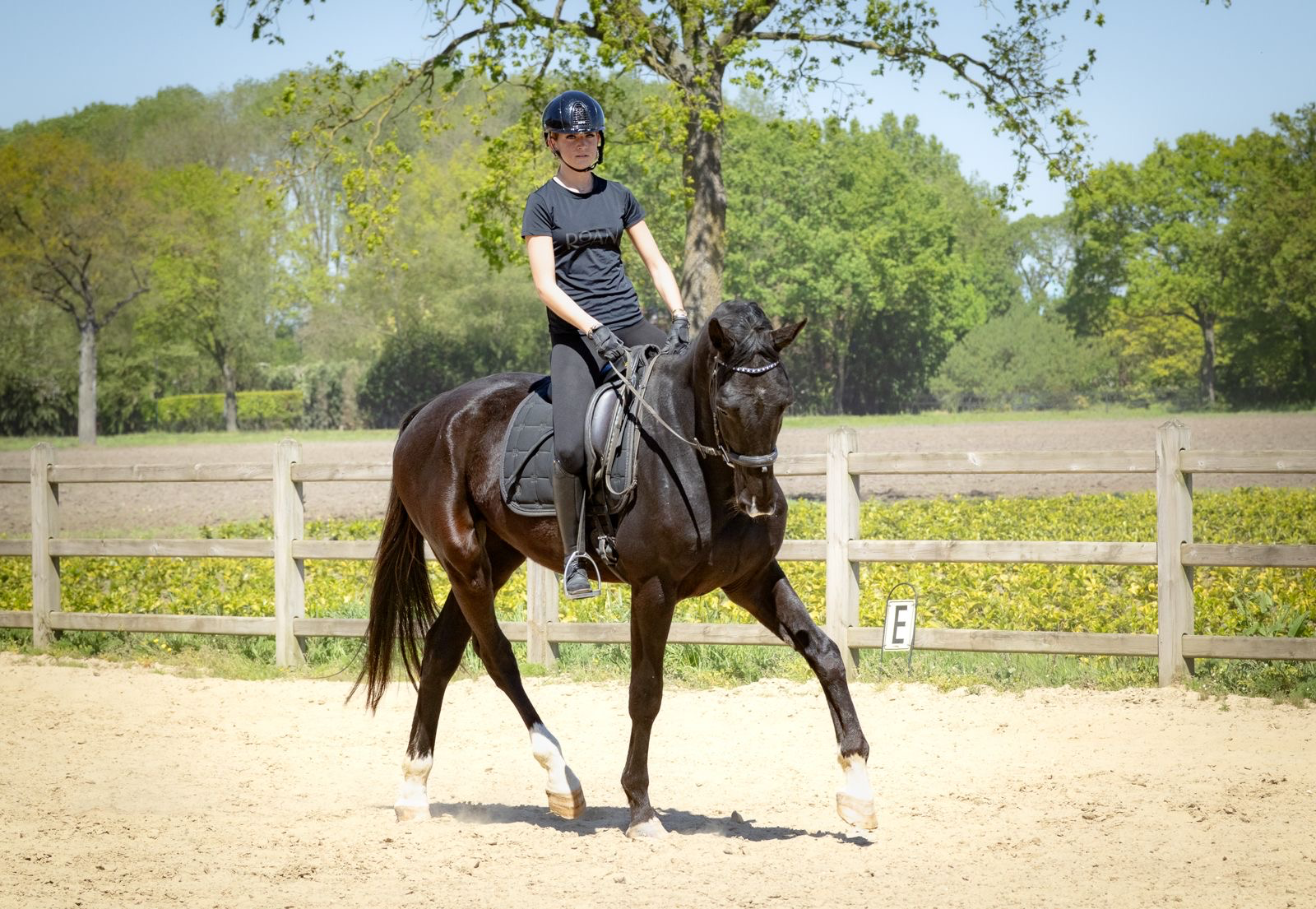 kwpn dressuurpaard ruin 4 years old zwart for sale - Photo 4