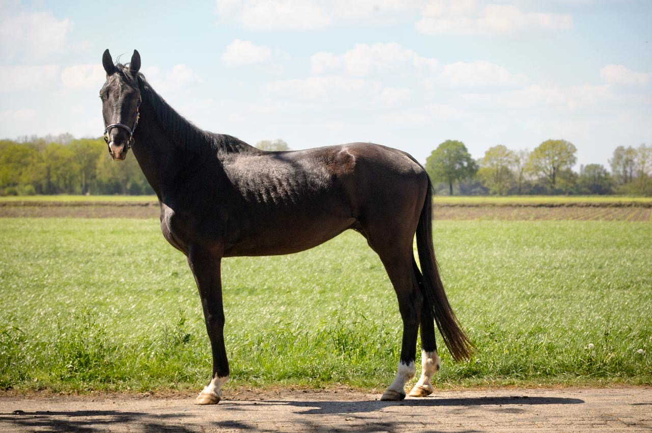 kwpn dressuurpaard ruin 4 years old zwart for sale - Photo 2