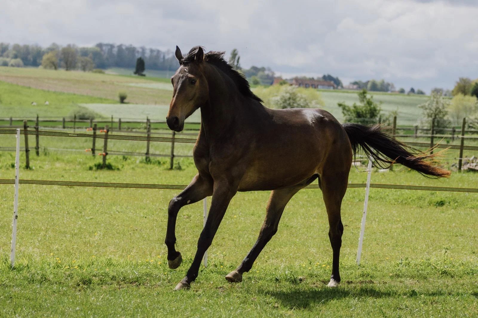 kwpn dressuurpaard ruin 5 years old bruin for sale - Main photo