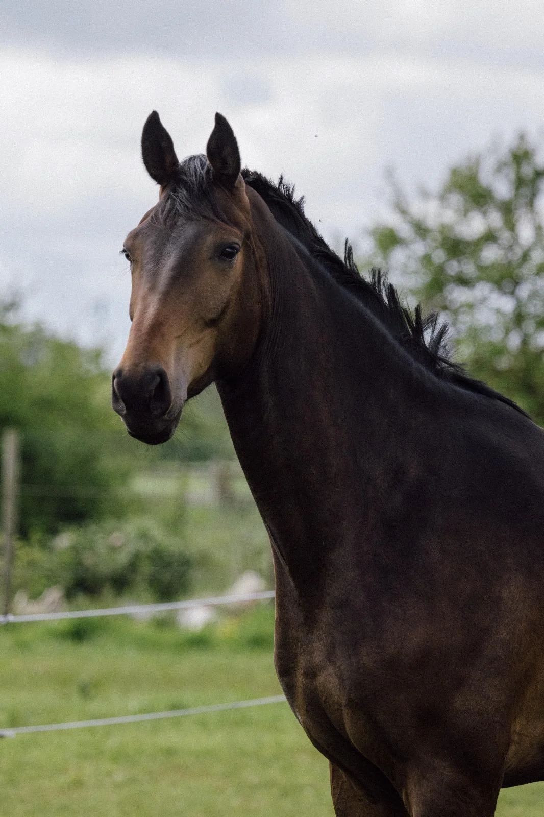 kwpn dressuurpaard ruin 5 years old bruin for sale - Photo 2