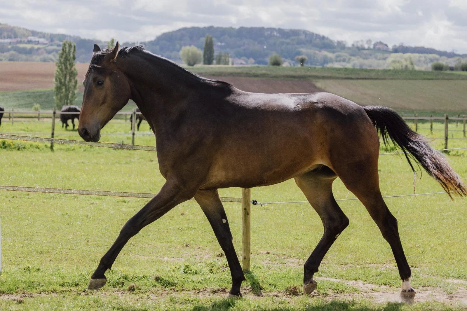 kwpn dressuurpaard ruin 5 years old bruin for sale - Photo 3