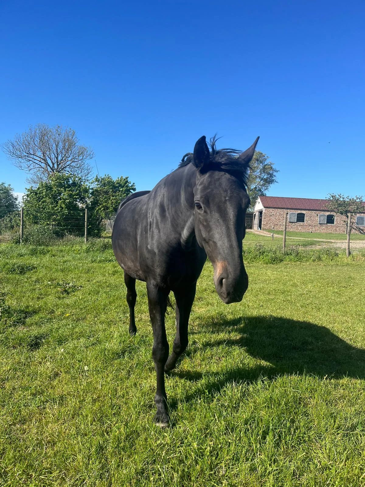 kwpn dressuurpaard merrie 5 years old zwart for sale - Photo 2