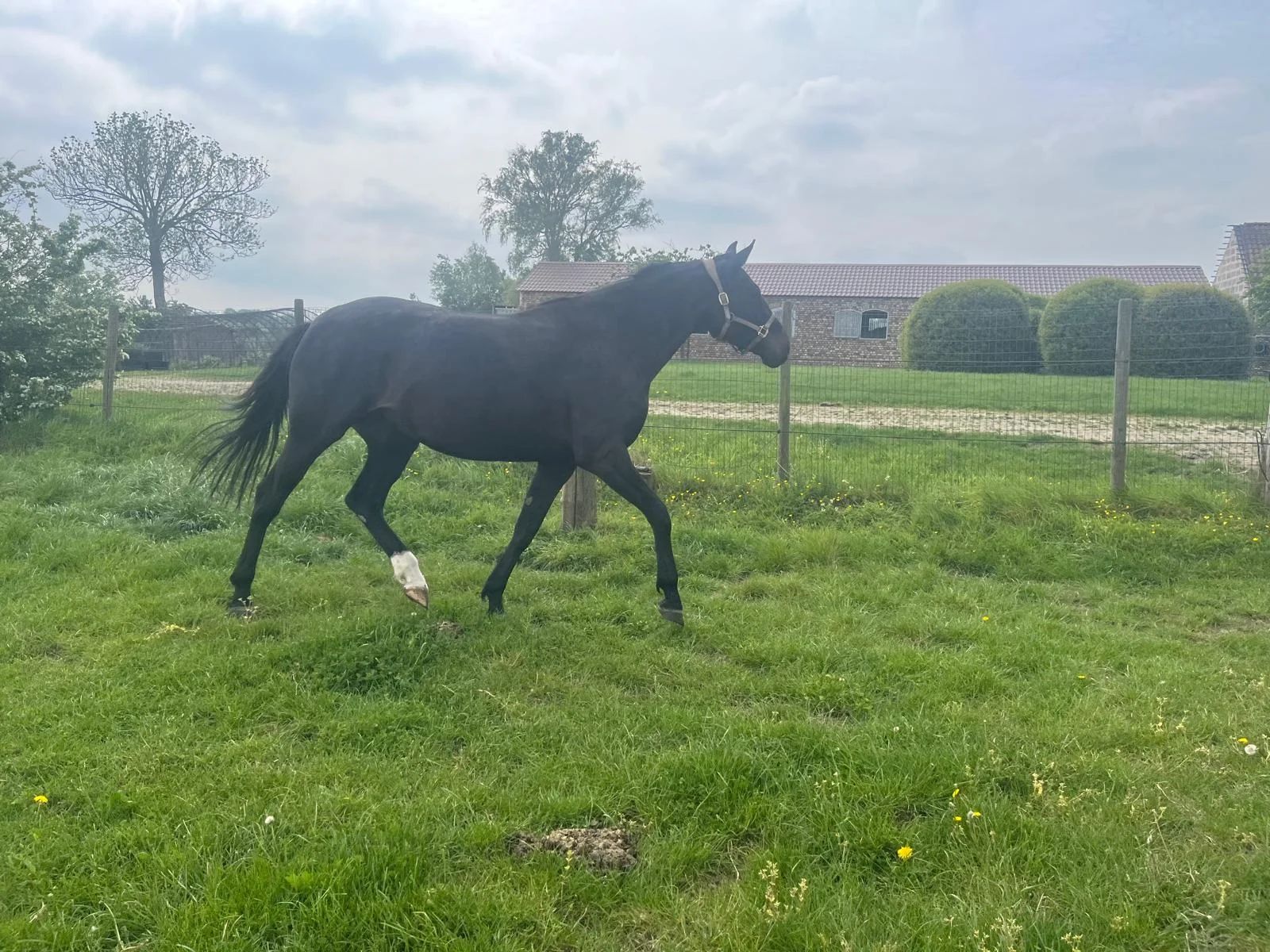 kwpn dressuurpaard merrie 5 years old zwart for sale - Main photo