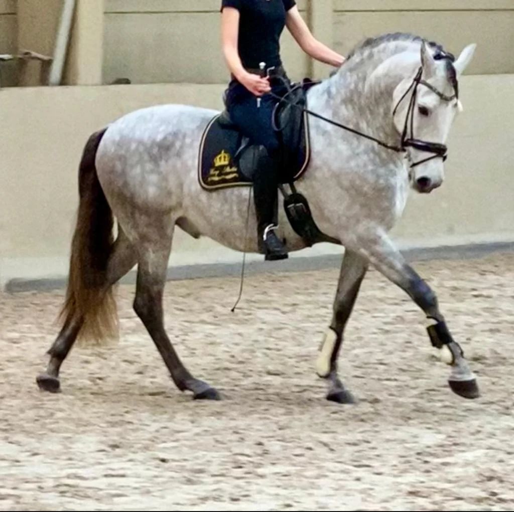 PRE muito simpático para dressage e passeios no campo