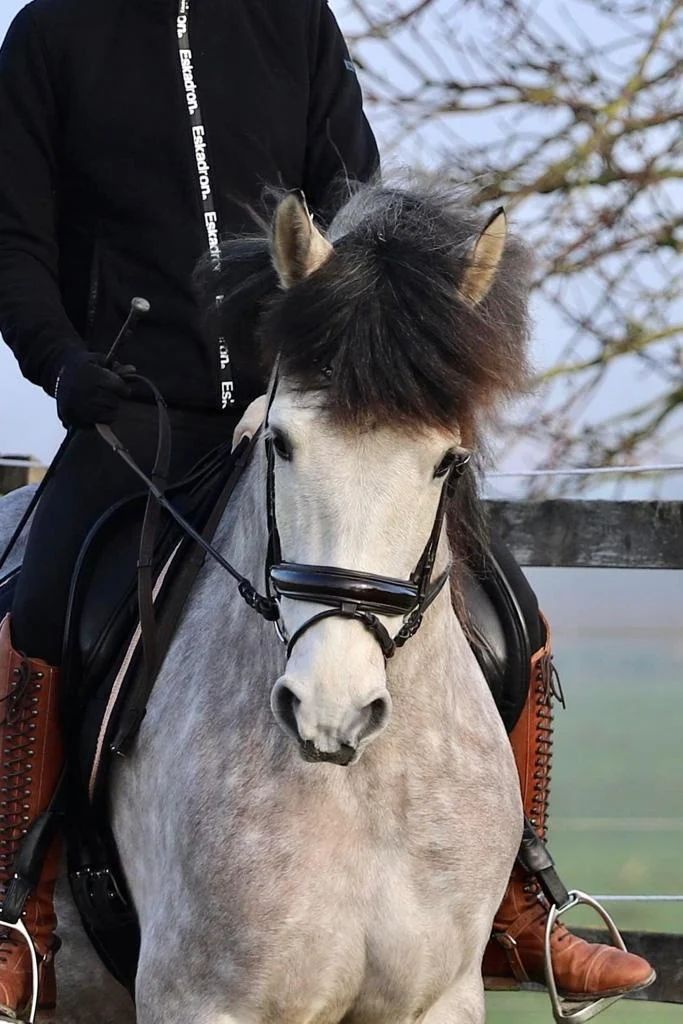 pre dressuurpaard ruin 11 years old schimmel for sale - Photo 3