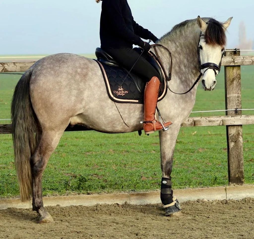 pre dressuurpaard ruin 11 years old schimmel for sale - Photo 2