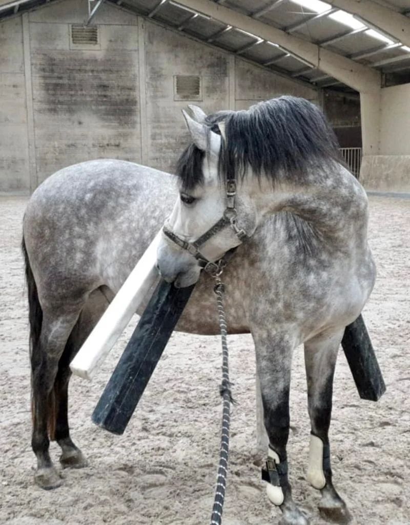 pre dressuurpaard ruin 11 years old schimmel for sale - Photo 4