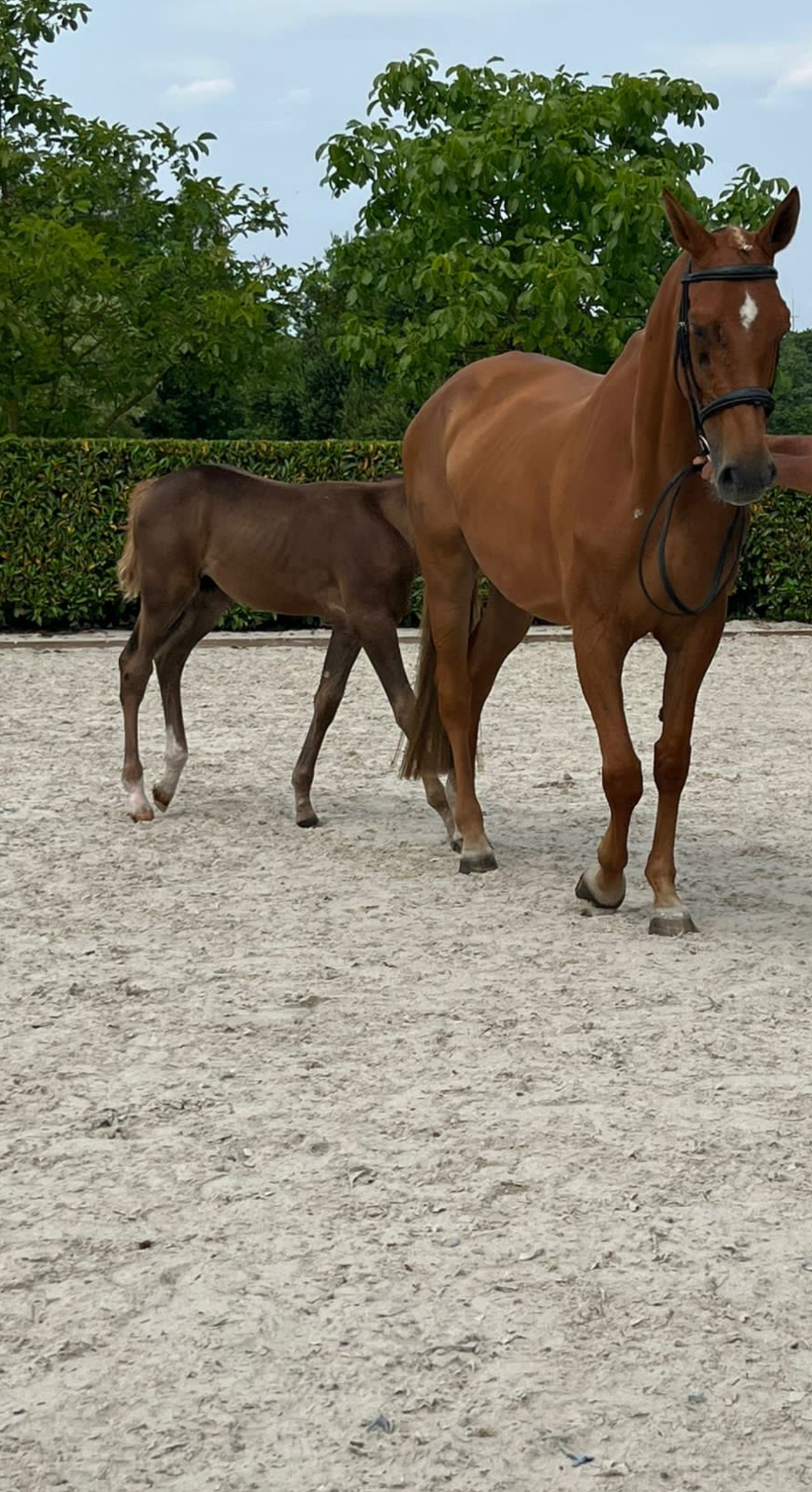 kwpn recreatie-paard merrie 12 years old vos for sale - Photo 2
