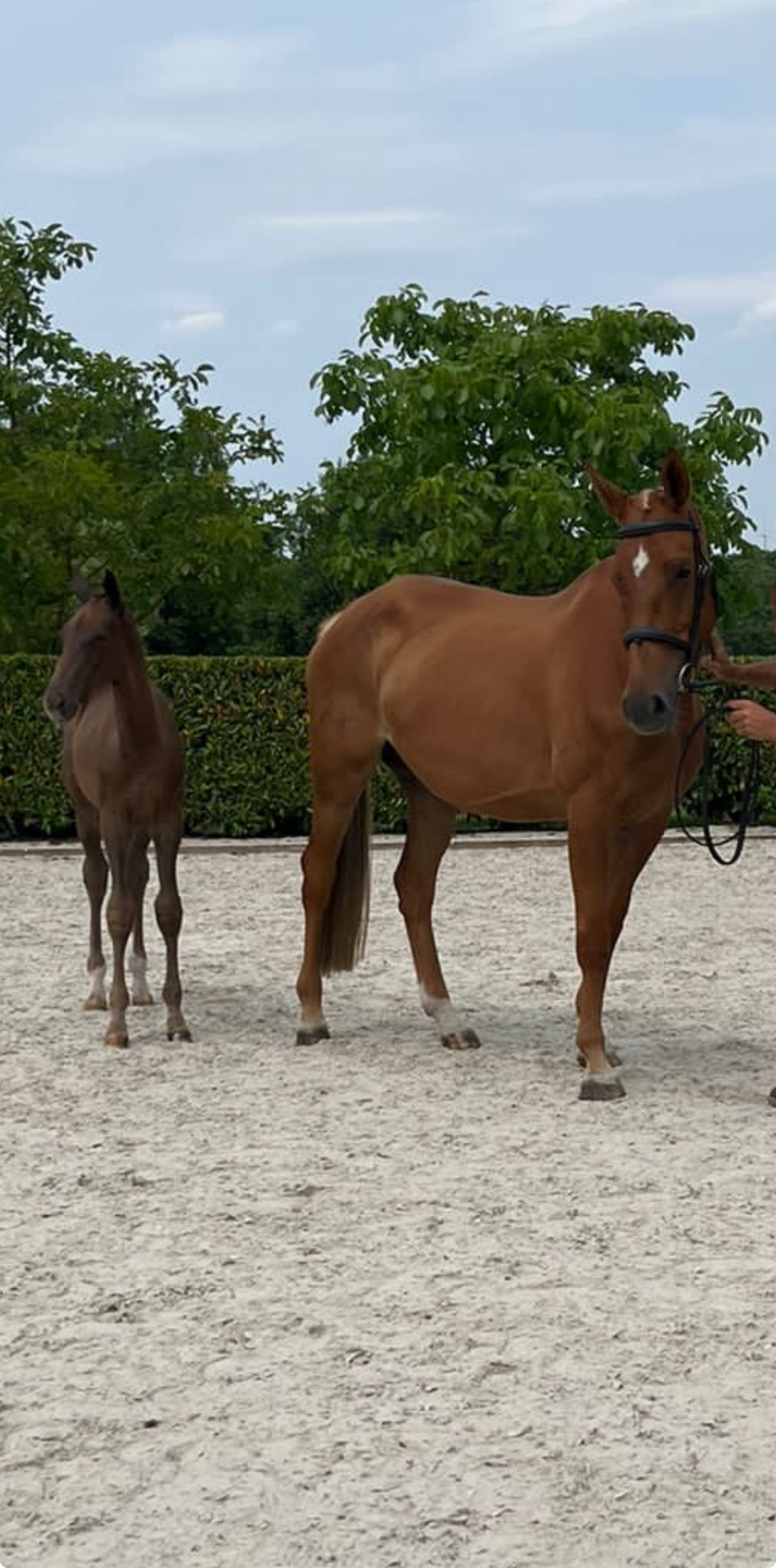 kwpn recreatie-paard merrie 12 years old vos for sale - Main photo