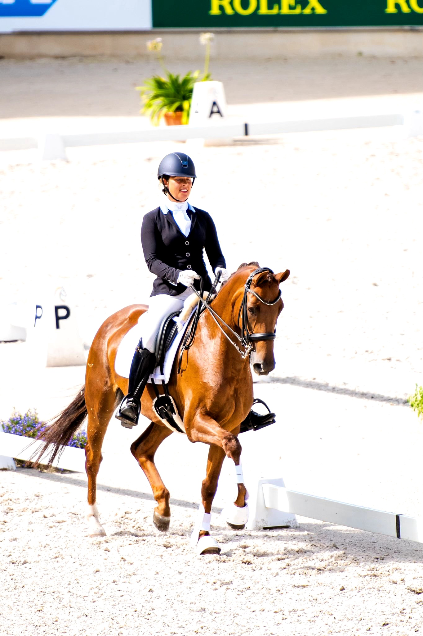 dressuurpaard merrie 13 years old vos for sale - Main photo