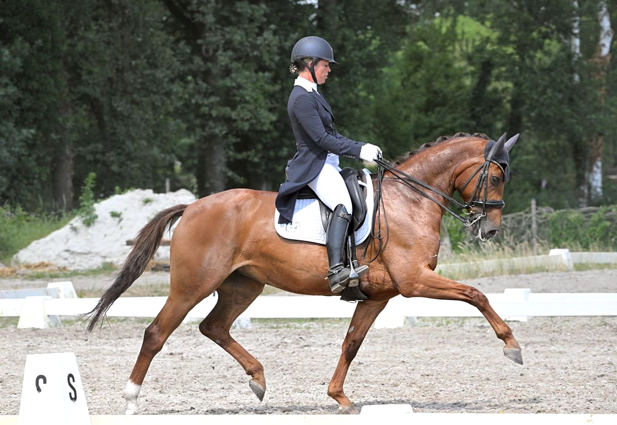 dressuurpaard merrie 13 years old vos for sale - Photo 2