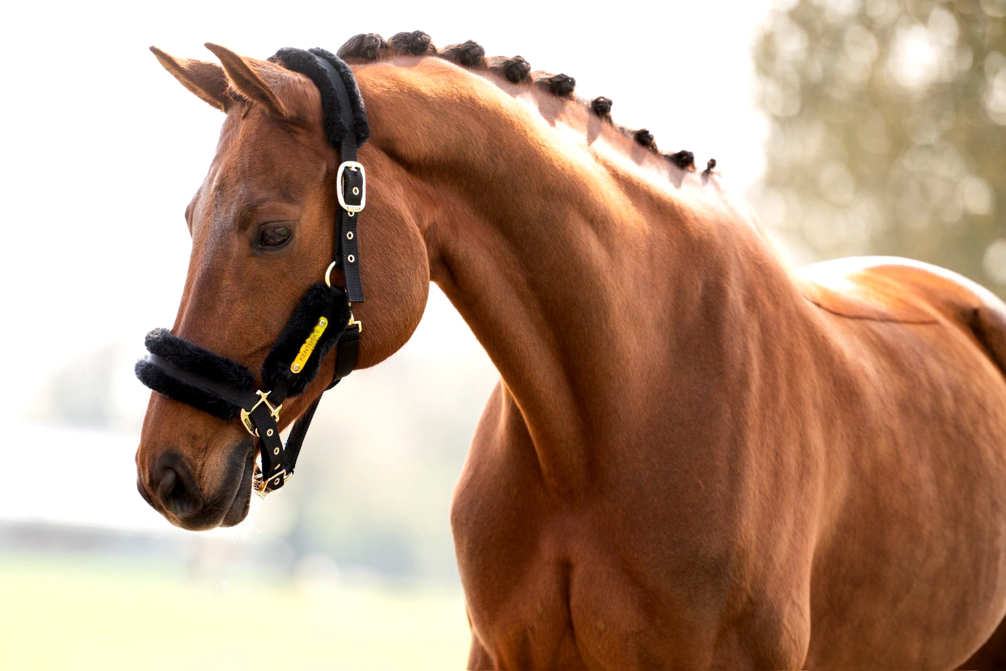 dressuurpaard merrie 13 years old vos for sale - Photo 3