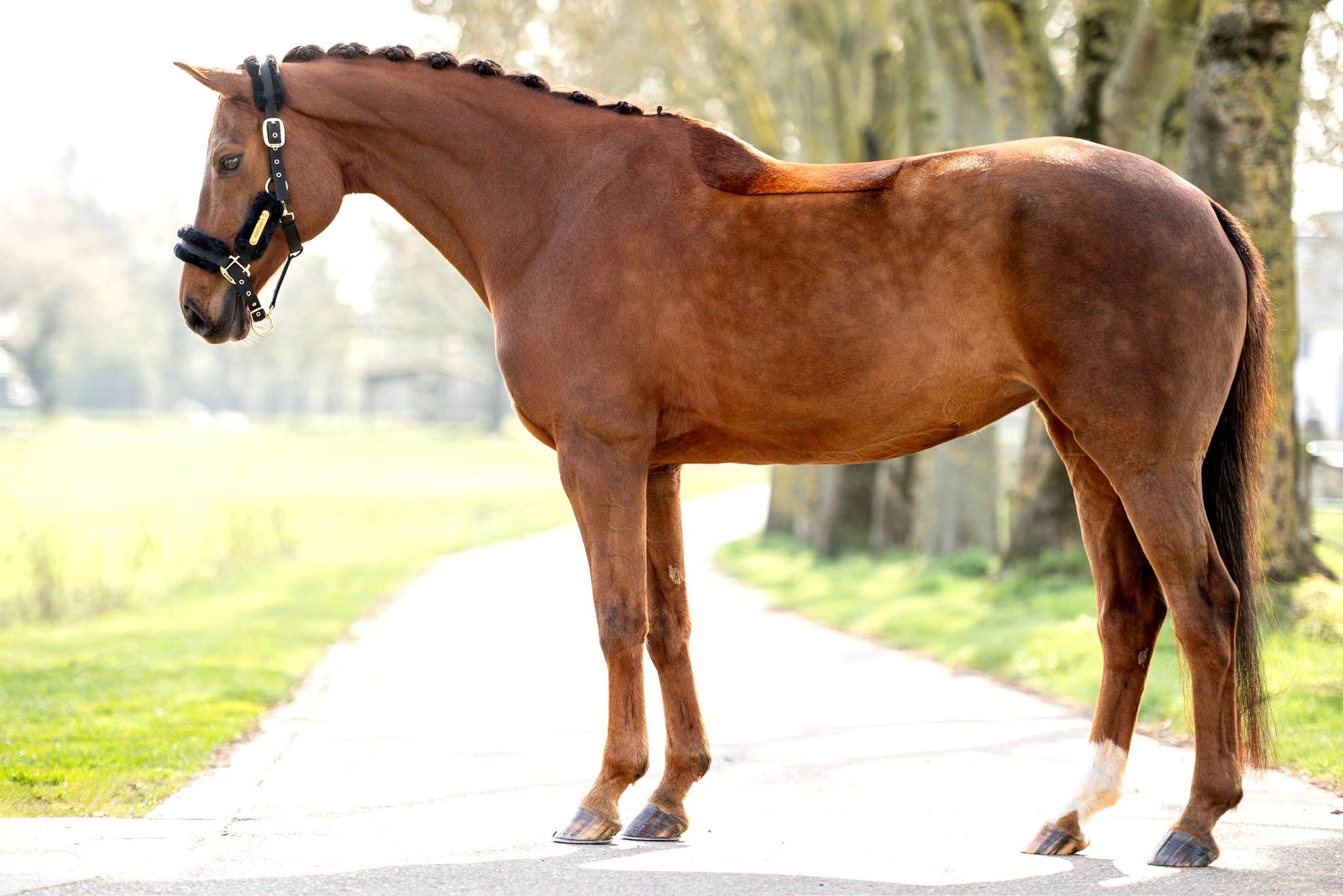 dressuurpaard merrie 13 years old vos for sale - Photo 4