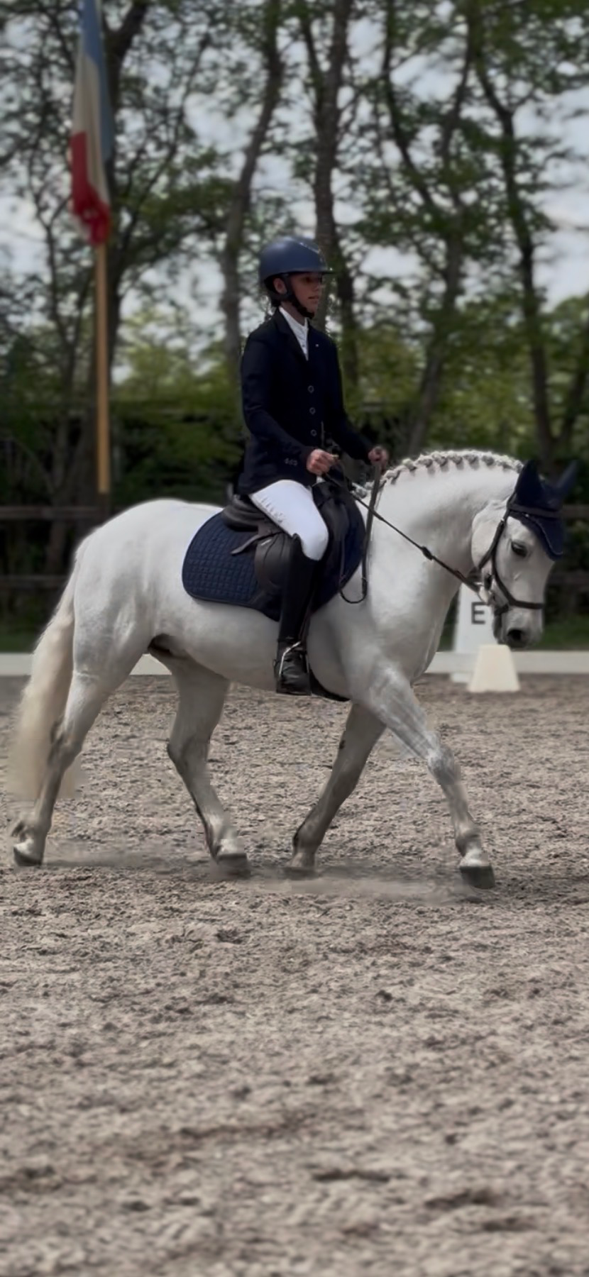 connemara springpony ruin 5 years old schimmel for sale - Photo 6
