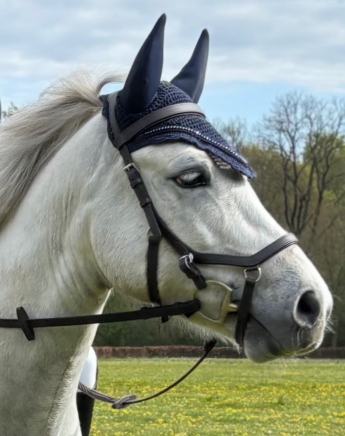 connemara springpony ruin 5 years old schimmel for sale - Photo 5
