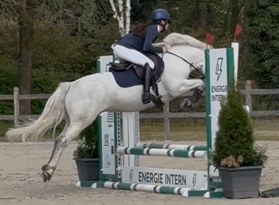 connemara springpony ruin 5 years old schimmel for sale - Photo 2