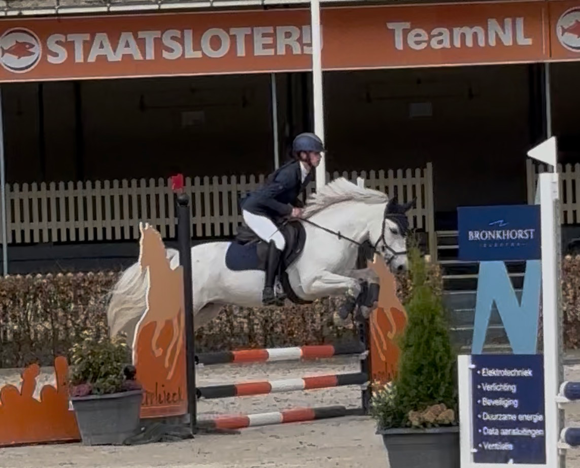connemara springpony ruin 5 years old schimmel for sale - Photo 3