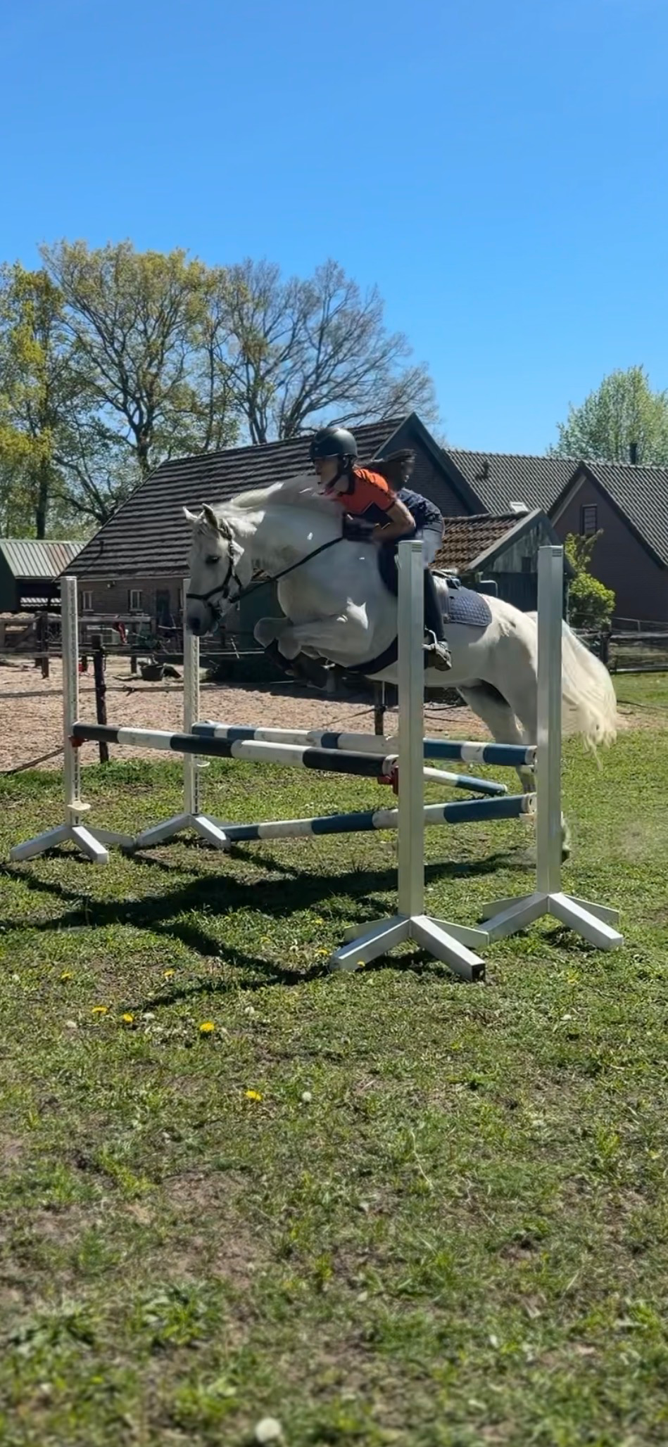 connemara springpony ruin 5 years old schimmel for sale - Photo 4