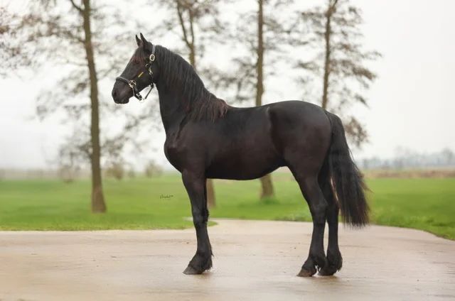 dressuurpaard hengst 2 ani zwart de vânzare - Foto principală