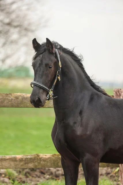 dressuurpaard hengst 2 ani zwart de vânzare - Foto 2