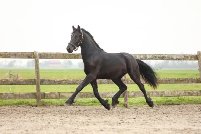 dressuurpaard hengst 2 ani zwart de vânzare - Foto 3