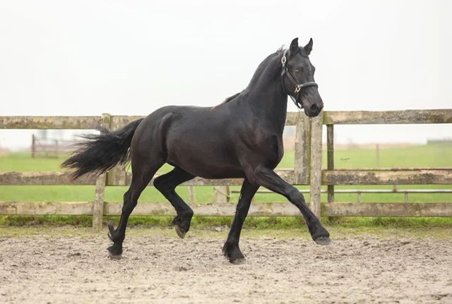 dressuurpaard hengst 2 ani zwart de vânzare - Foto 4