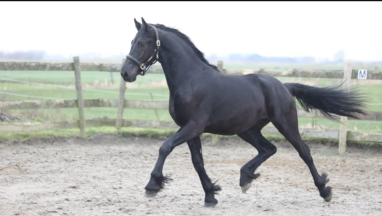 dressuurpaard hengst 2 ani zwart de vânzare - Foto 5