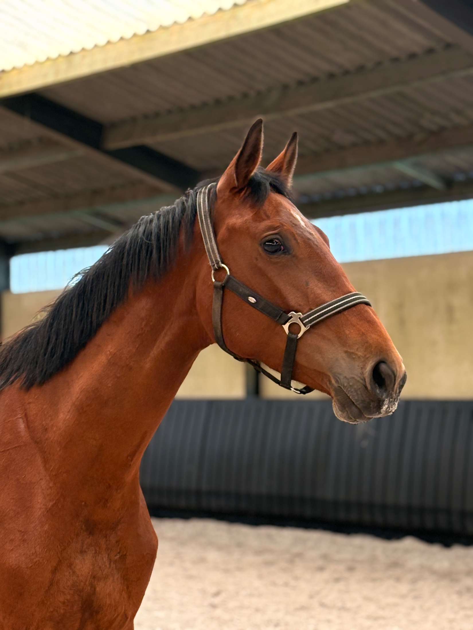 anglo-europees springpaard merrie 3 years old bruin for sale - Photo 2