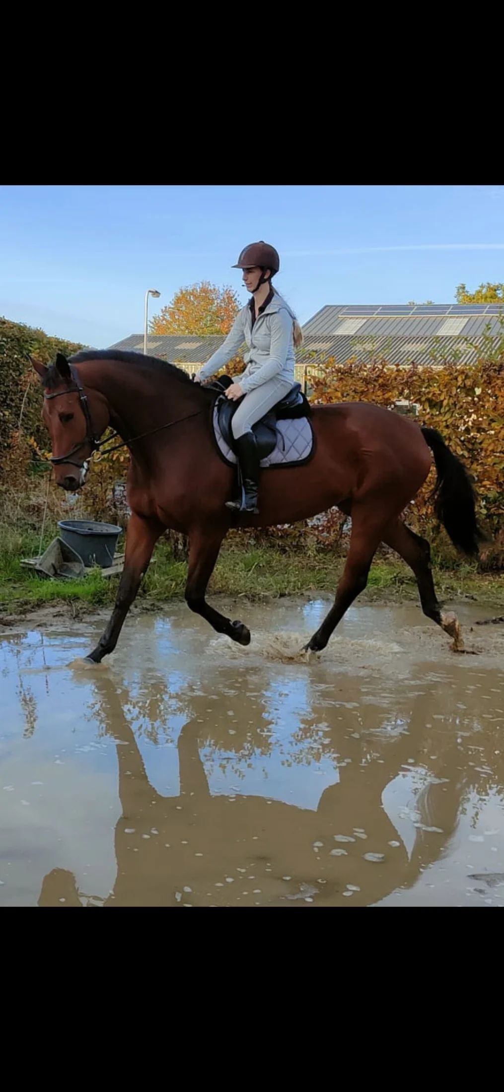 Honest gelding 7 years old