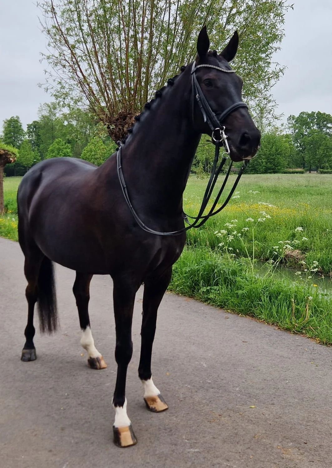 kwpn dressuurpaard merrie 11 anos zwart à venda - Foto 2
