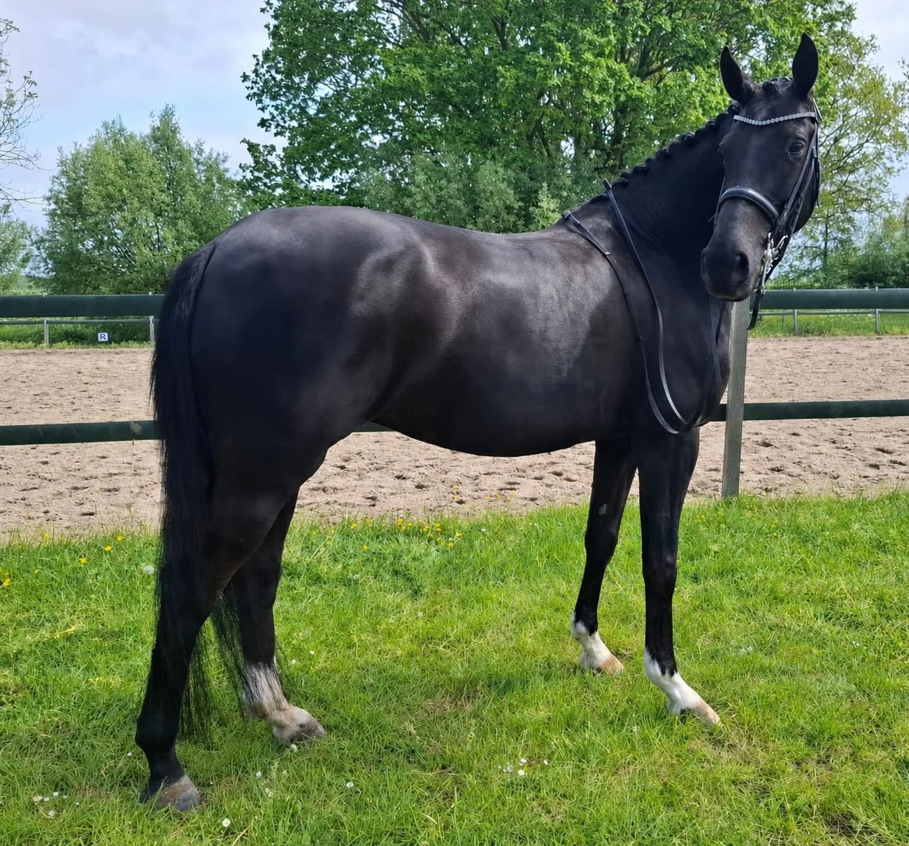kwpn dressuurpaard merrie 11 anos zwart à venda - Foto 3