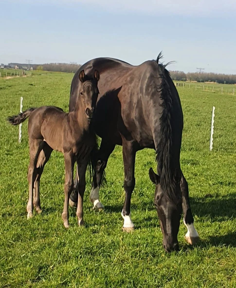 kwpn dressuurpaard merrie 11 anos zwart à venda - Foto 4