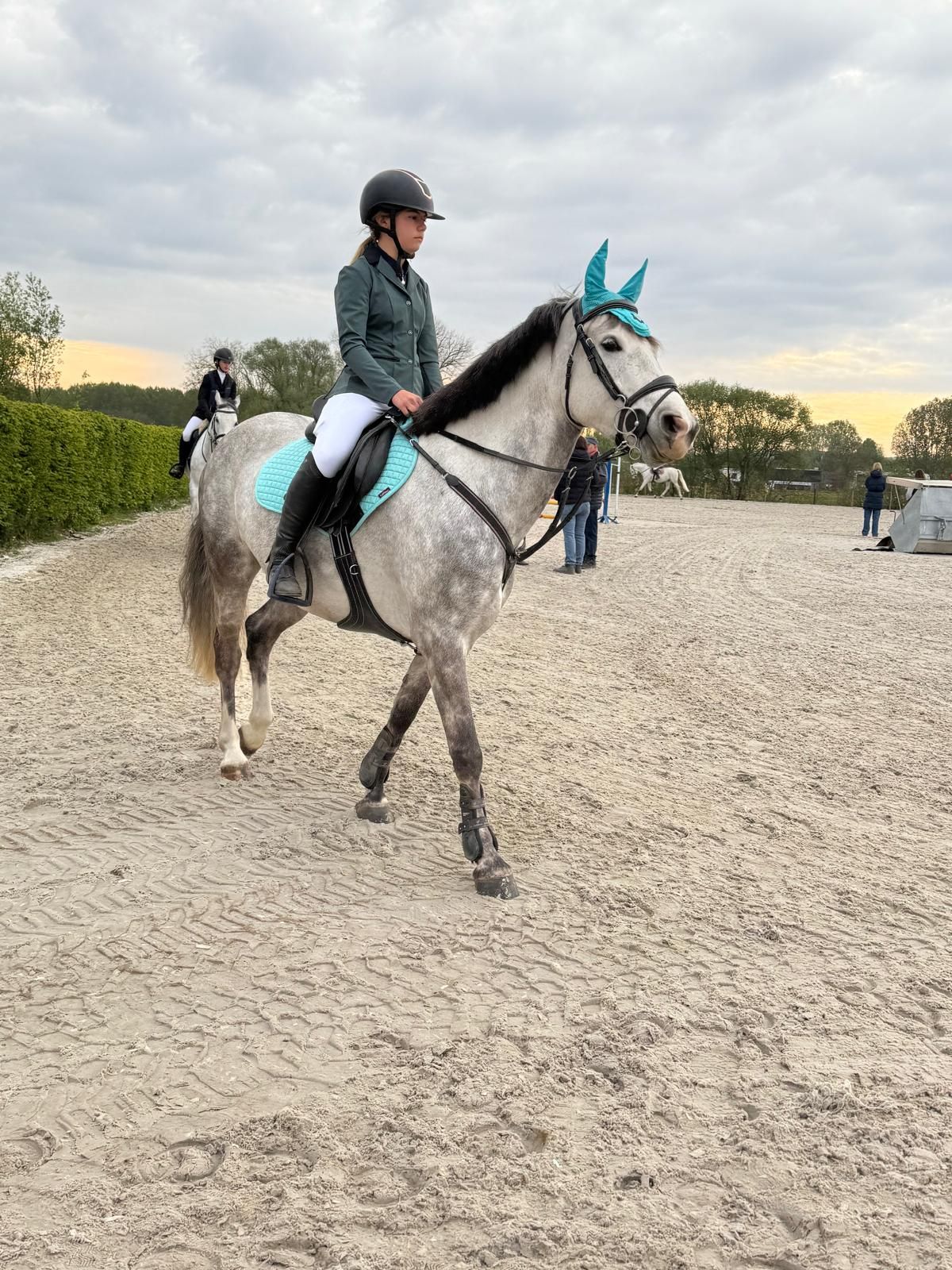 allrounder ruin 8 years old schimmel for sale - Photo 6