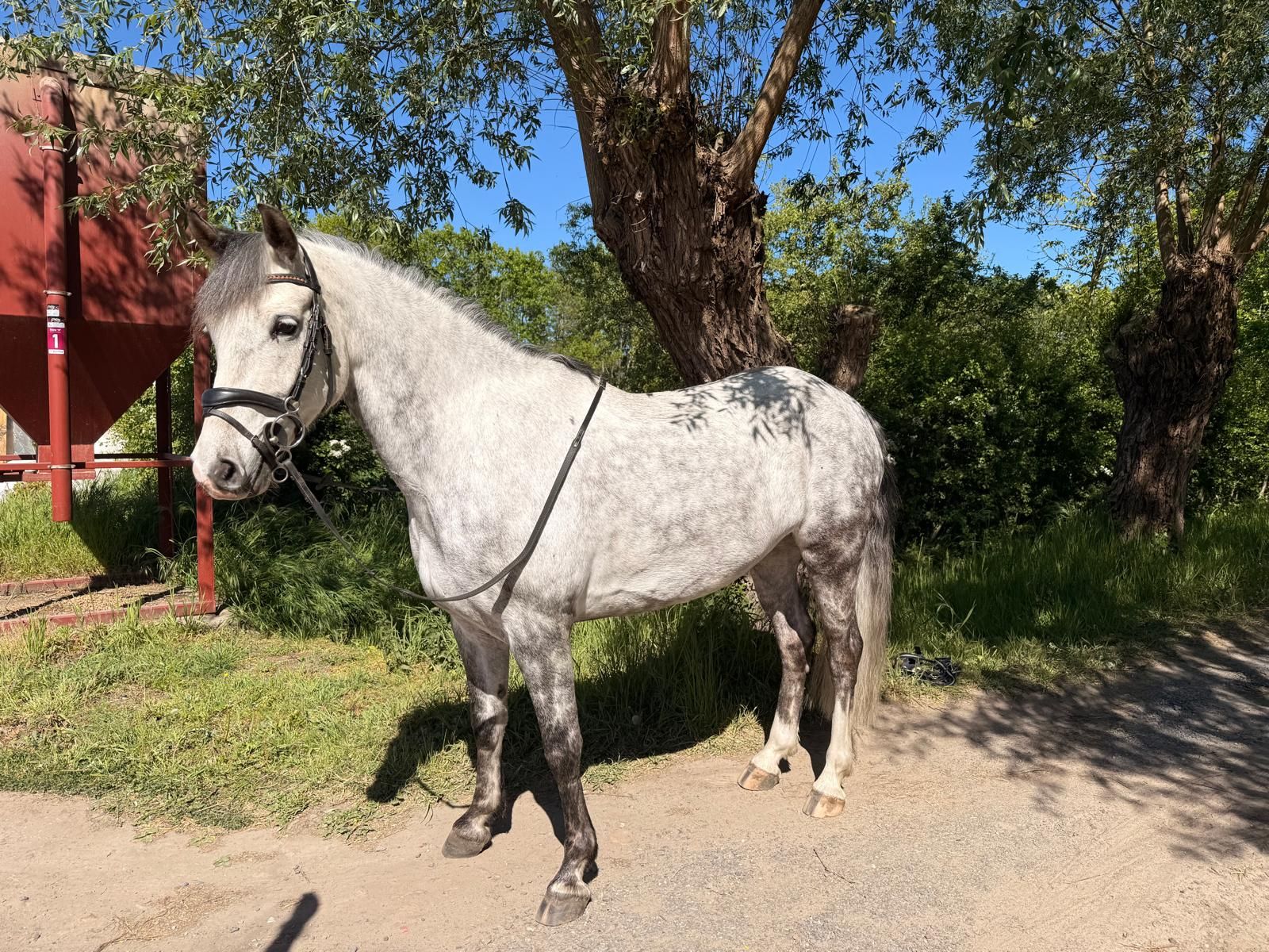 allrounder ruin 8 years old schimmel for sale - Photo 2
