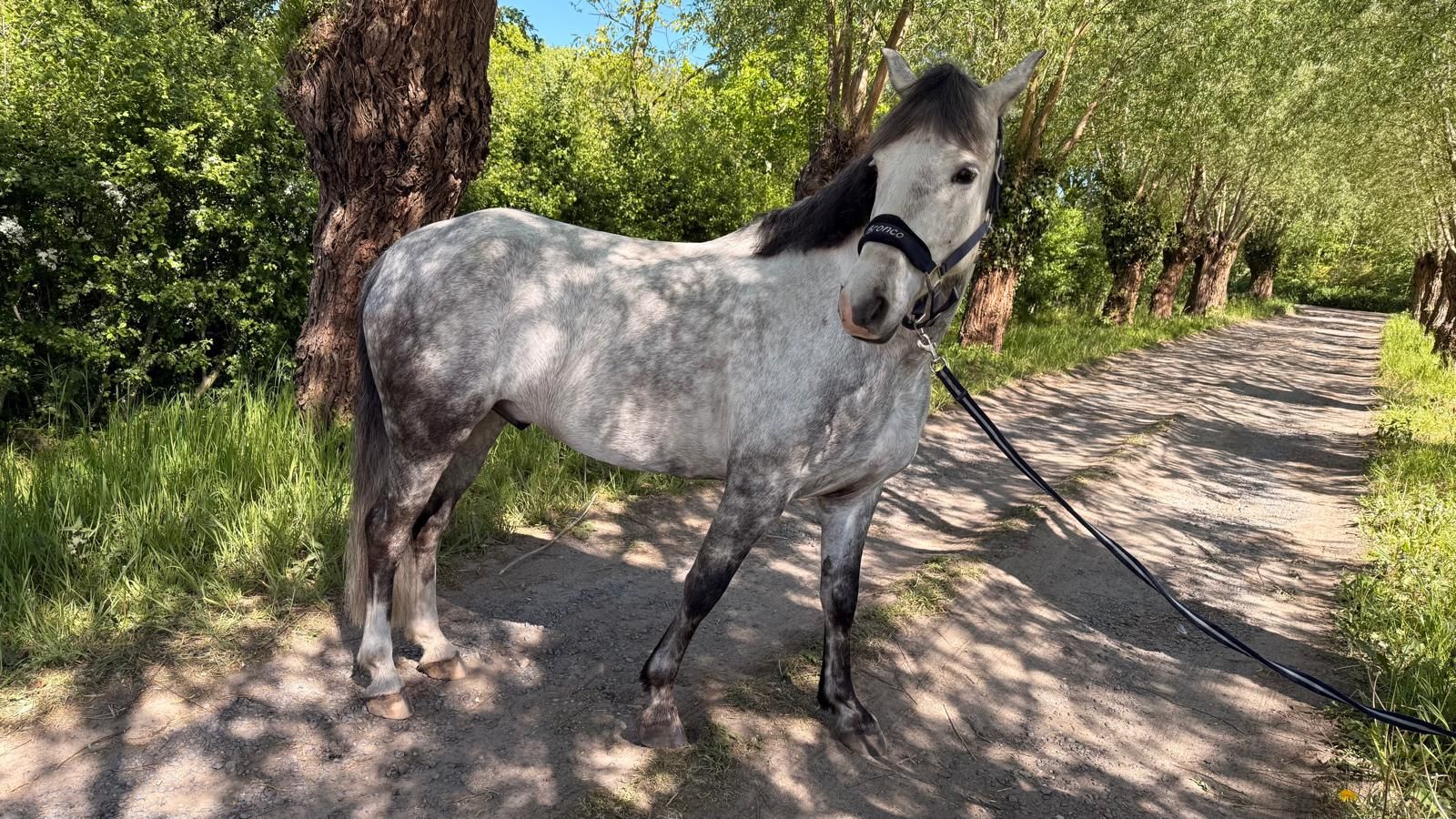 Handsome, reliable E-pony (1m52 – 9 yrs) | Versatile all-rounder with competition experience